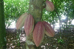 Cacao forest le 30 octobre 2018 | Alban Guilmet